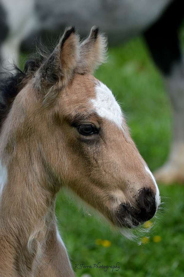 roan-buckskin-tobiano-ee-aa-cr-rn-tt-horse