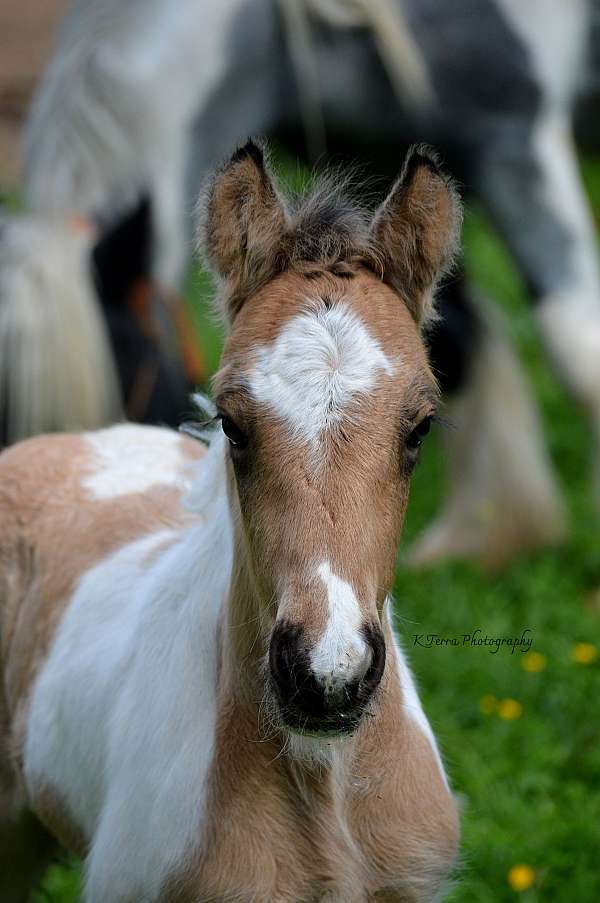 buckskin-roan-tobiano-ee-aa-cr-rn-tt