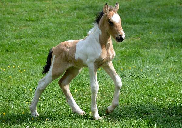 buckskin-roan-tobiano-ee-aa-cr-rn-tt-horse