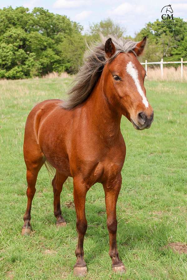 incentive-f-pony