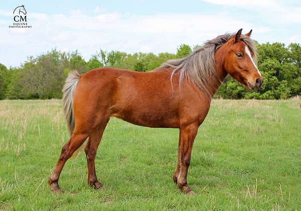 classical-pony