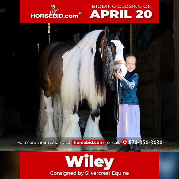 tobiano-gvhs-pony