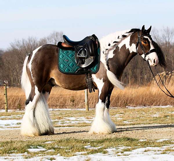 athletic-gypsy-vanner-pony