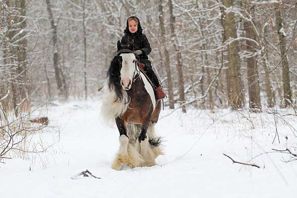 all-around-gypsy-vanner-pony