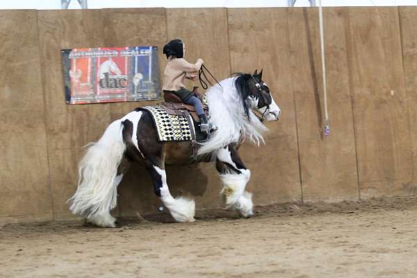 beginner-gypsy-vanner-pony