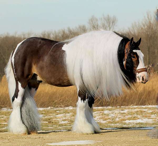 flashy-gypsy-vanner-pony