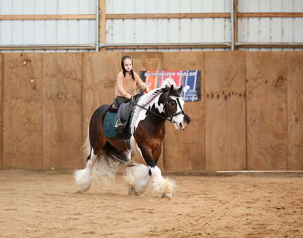 driving-gypsy-vanner-pony
