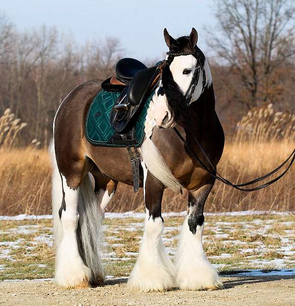 kid-safe-gypsy-vanner-pony