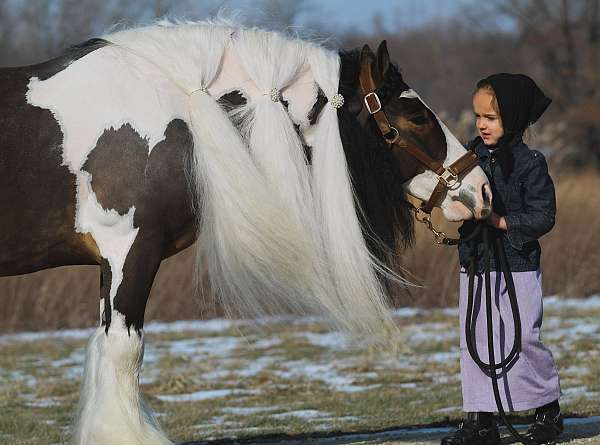 ranch-gypsy-vanner-pony