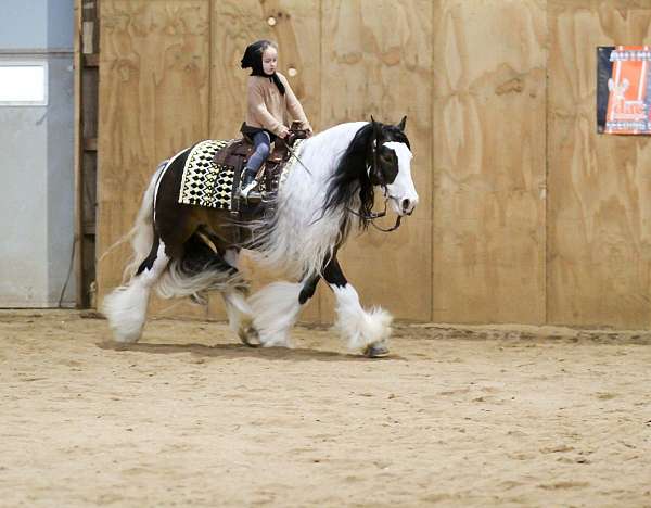 ranch-work-gypsy-vanner-pony