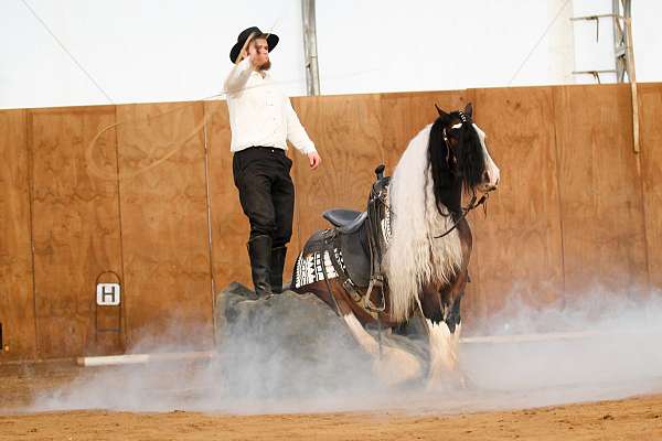 show-gypsy-vanner-pony