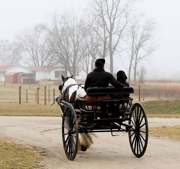 trail-riding-gypsy-vanner-pony