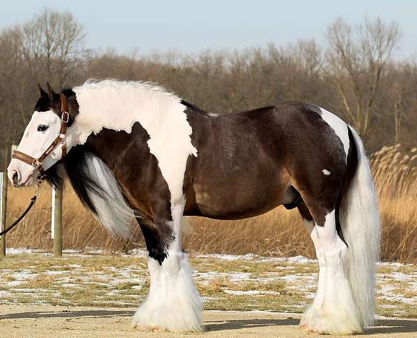 youth-gypsy-vanner-pony