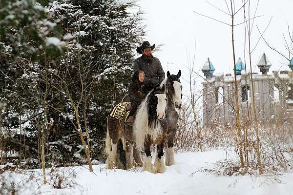 tobiano-gypsy-vanner-gelding