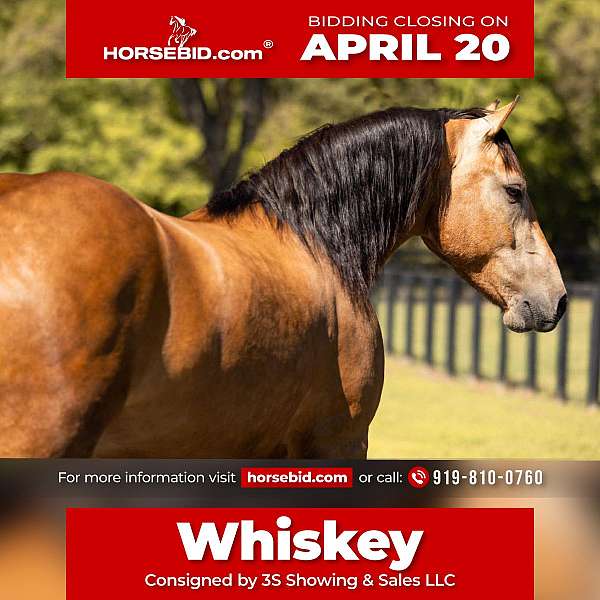 all-around-draft-horse