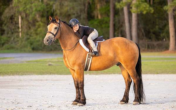 cross-draft-horse