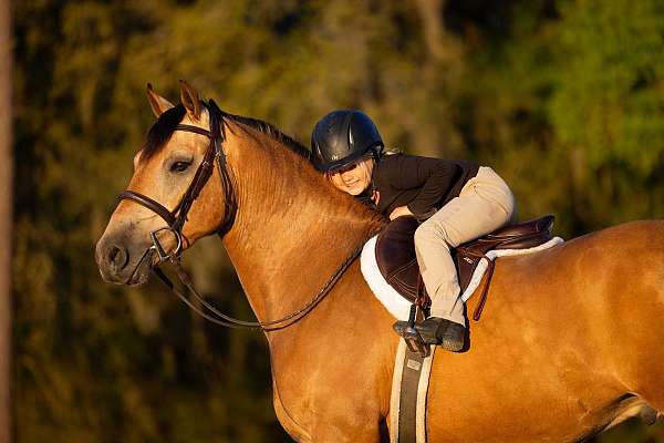 english-pleasure-draft-horse