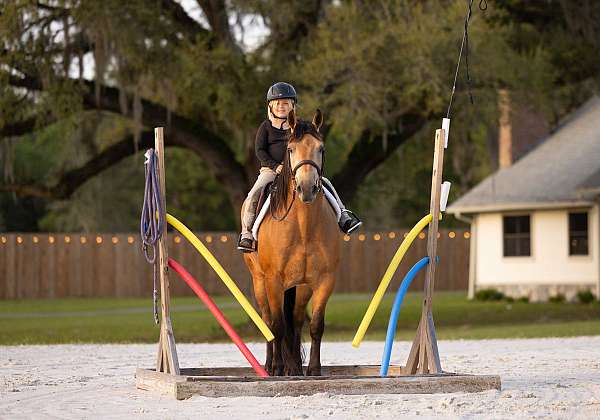 draft-horse