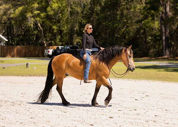 parade-draft-horse
