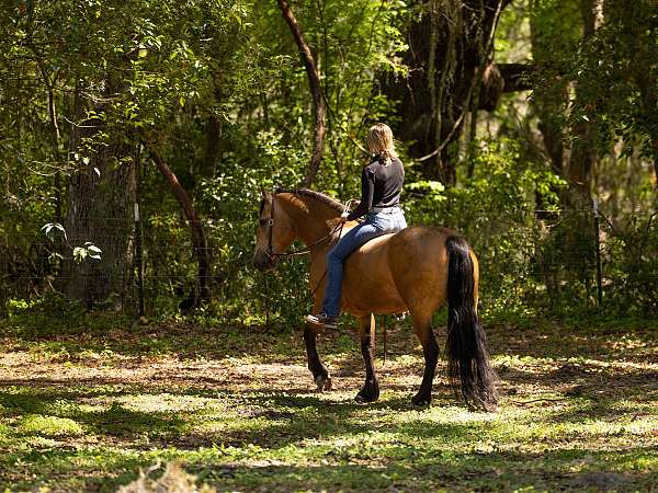ridden-western-draft-horse
