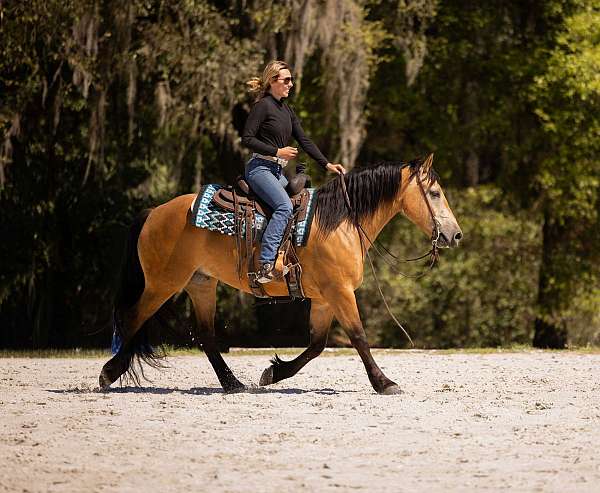 show-draft-horse
