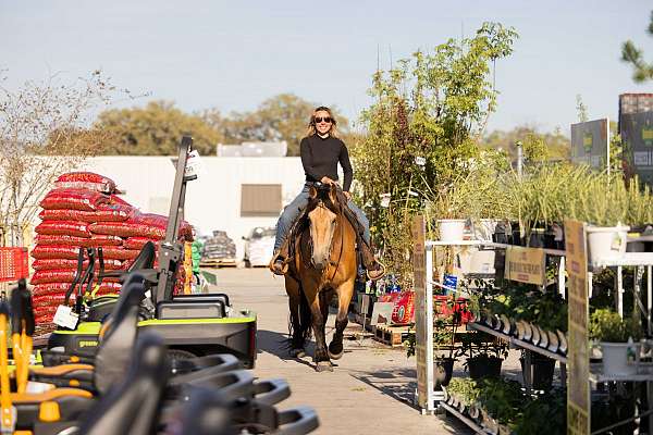 trail-riding-draft-horse