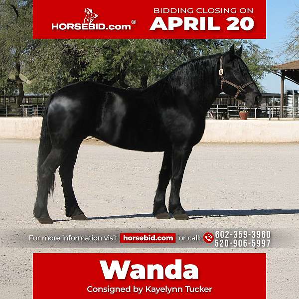 all-around-percheron-horse