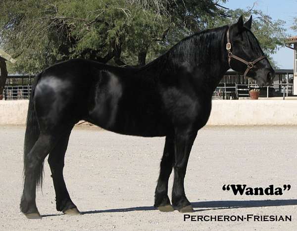 athletic-percheron-horse