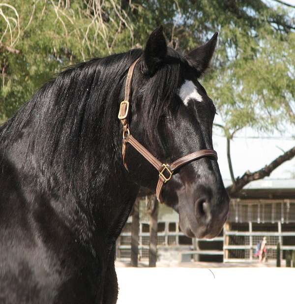 beginner-percheron-horse
