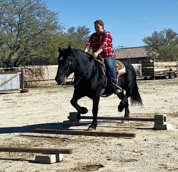 cross-percheron-horse