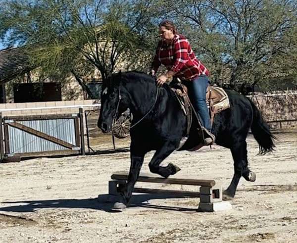 draft-percheron-horse