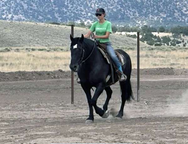 flashy-percheron-horse