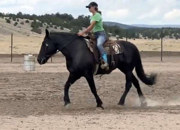 lesson-percheron-horse