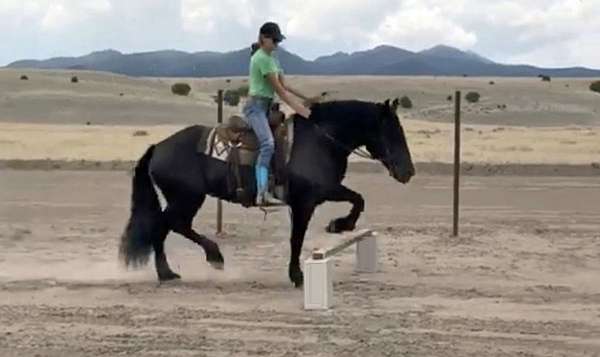 ranch-percheron-horse