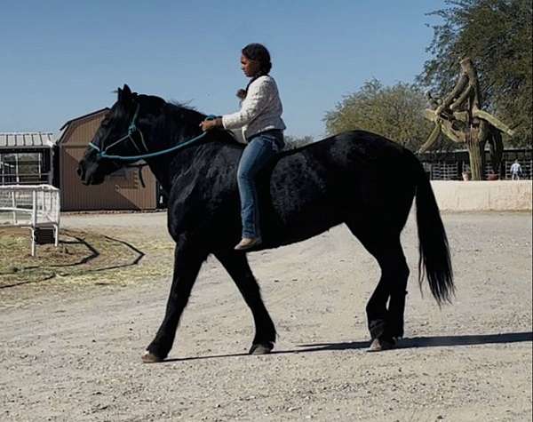 ranch-versatility-percheron-horse