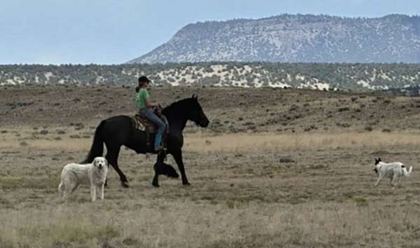 ranch-work-percheron-horse