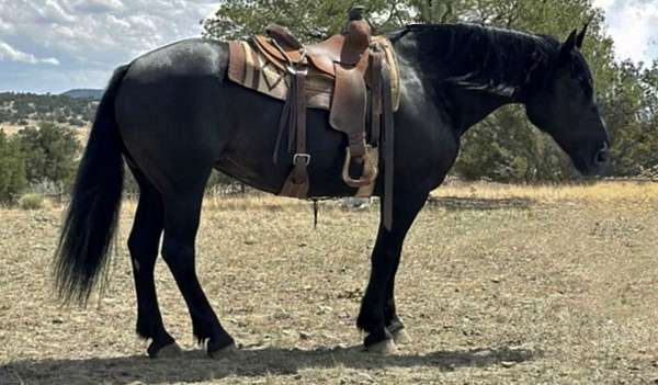 show-percheron-horse