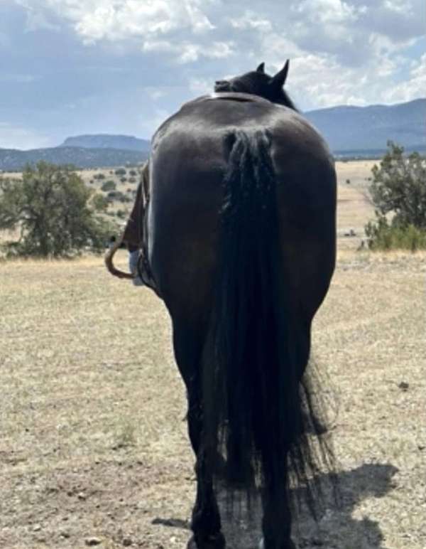 trail-percheron-horse