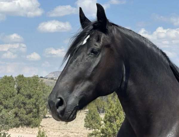trail-riding-percheron-horse