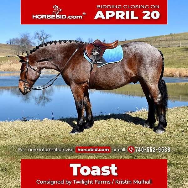 all-around-draft-horse