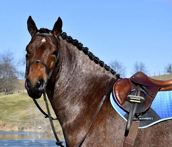 cross-draft-horse