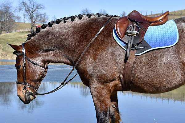 athletic-draft-horse