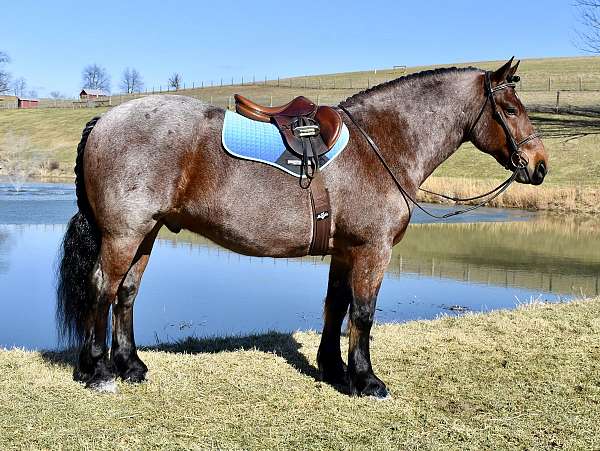 draft-horse