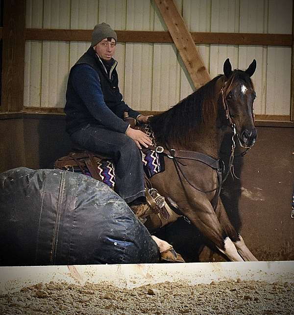 flashy-draft-horse