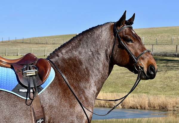 driving-draft-horse