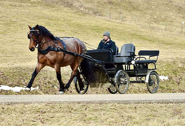 parade-draft-horse