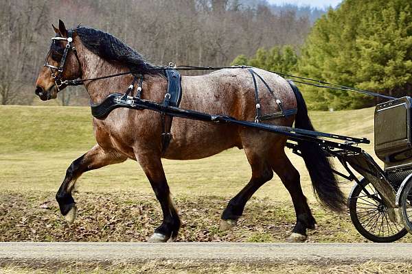 ranch-draft-horse