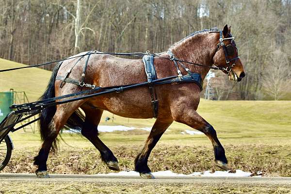 ridden-english-draft-horse