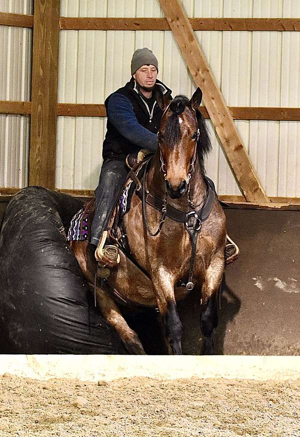 ridden-western-draft-horse