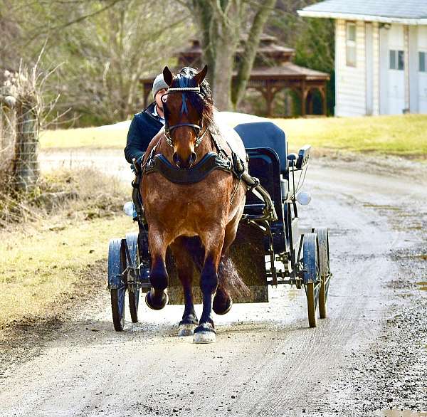 roping-draft-horse